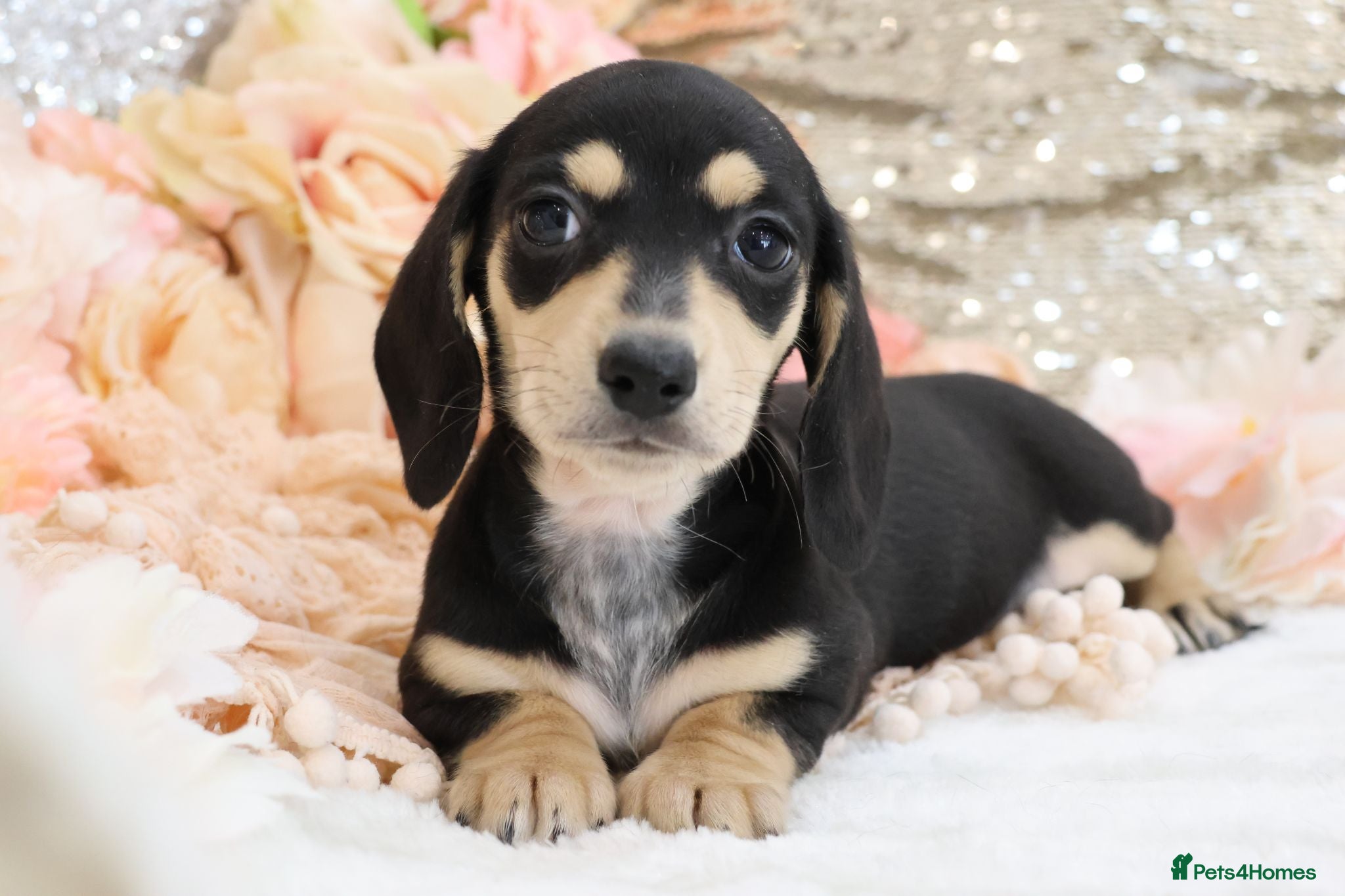 Miniature Dachshund dogs KC Miniature Dachshund Puppies - Advert 12