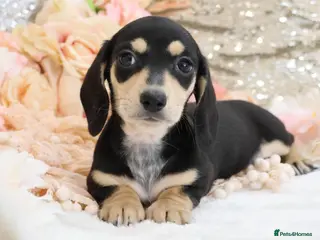 Miniature Dachshund dogs KC Miniature Dachshund Puppies - Advert 12