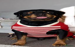 Rottweiler dogs for stud: PROVEN KC REG ROTTWEILER STUD  - Image 2