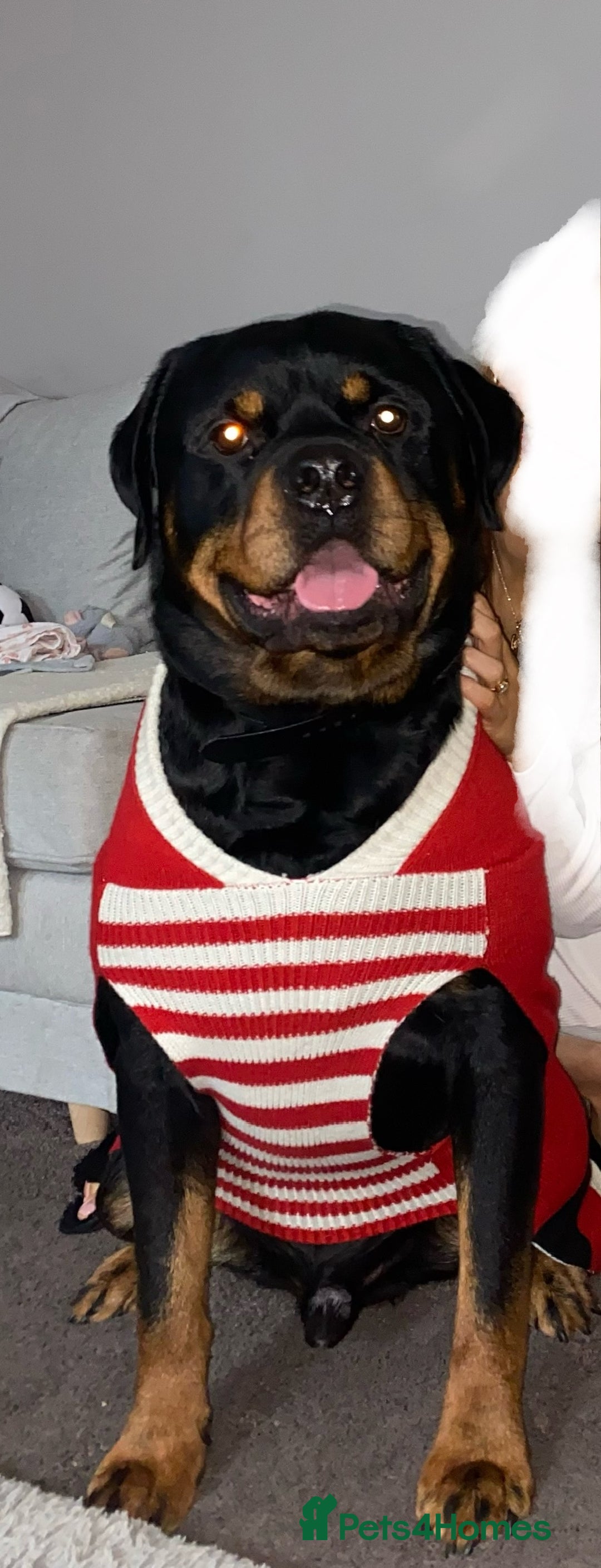 Rottweiler dogs for stud: PROVEN KC REG ROTTWEILER STUD  - Image 2