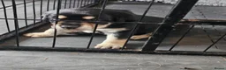 Mixed Breed dogs for sale: Gorgeous litter of cockerdor x sprollie pups in Fleetwood - Advert 13