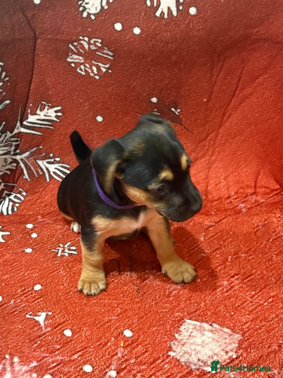 Jack Russell dogs for sale: 6 striking puppies  - Advert 17