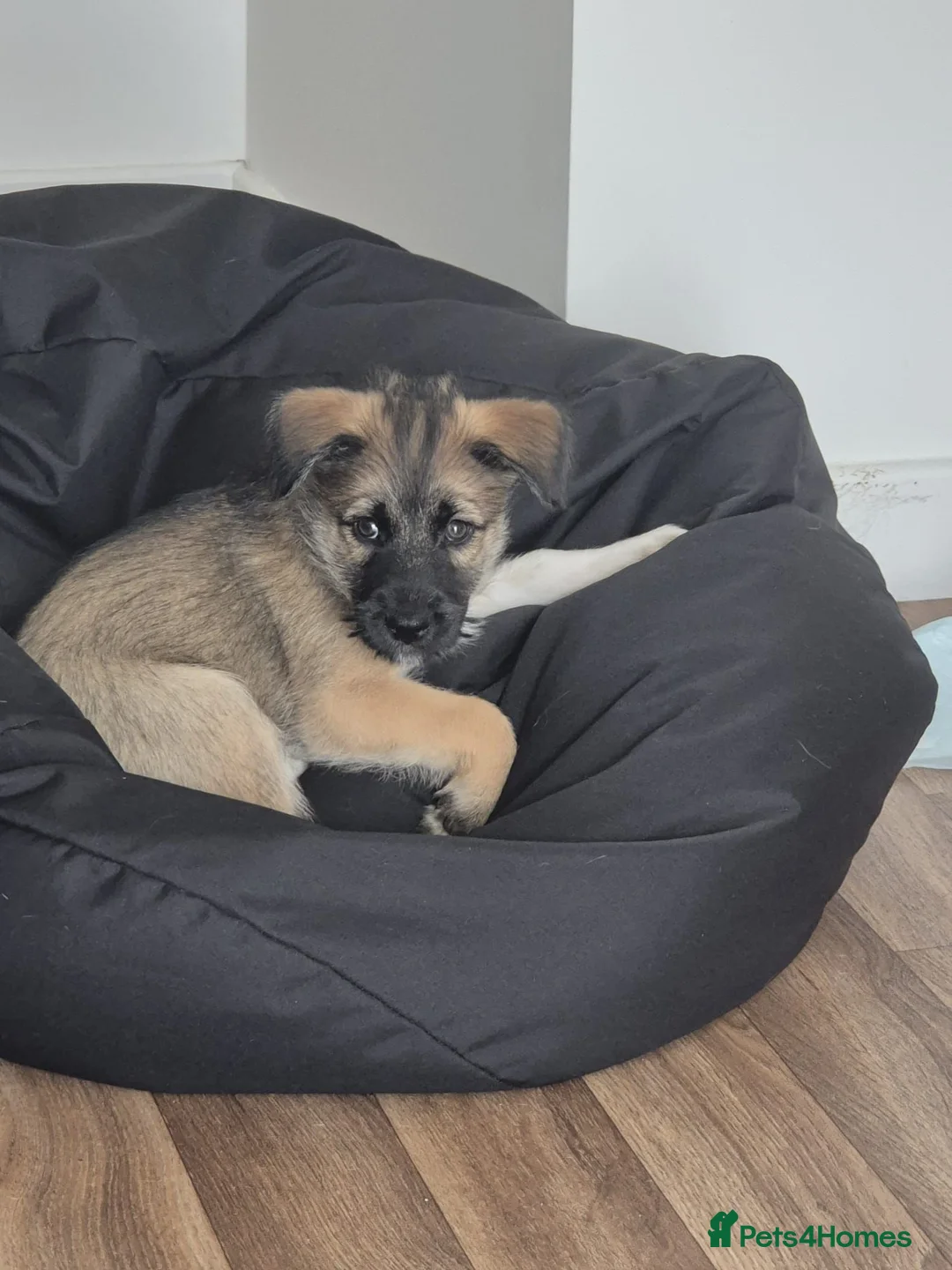 Mixed Breed dogs for sale: Heartbreaking Rehome in Aberdeen - Advert 2