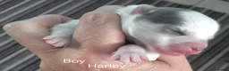 Pomsky dogs for sale: Micro F4 blue pomsky pup's  - Advert 6