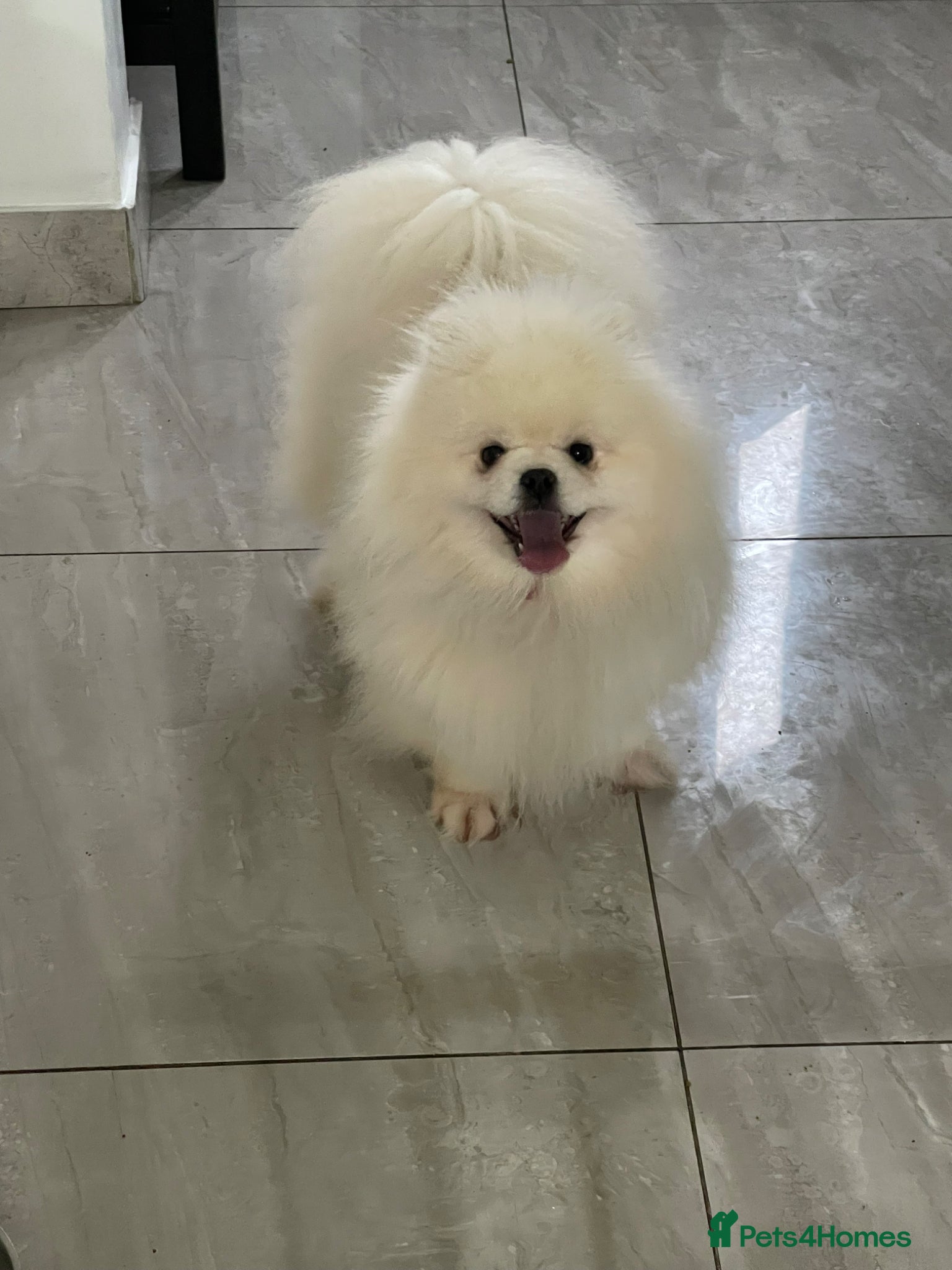 Pomeranian dogs for sale: Xxxx small pure white KC puppies  - Advert 16