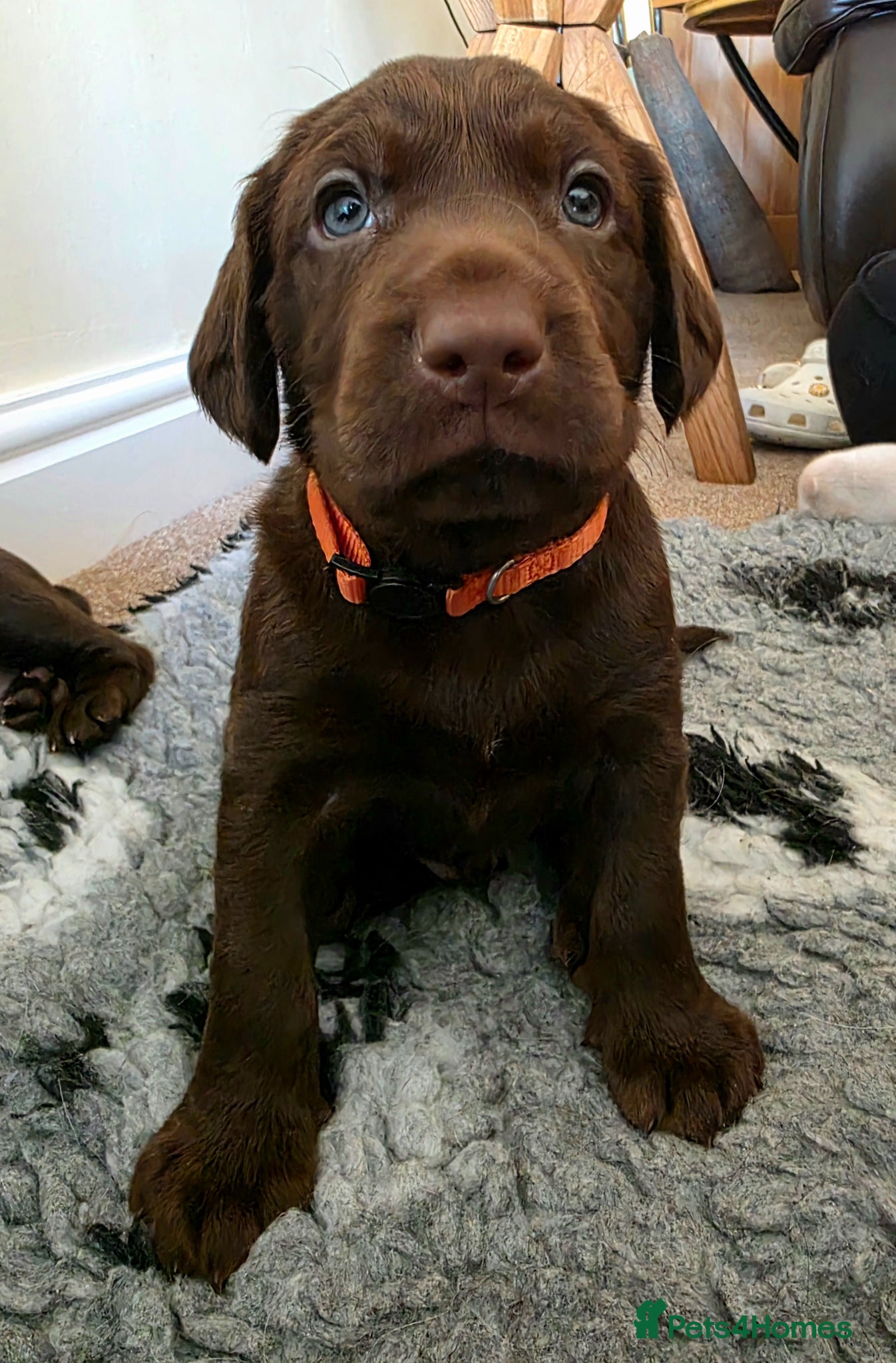 Springador dogs Beautiful Springador Puppies  - Advert 2