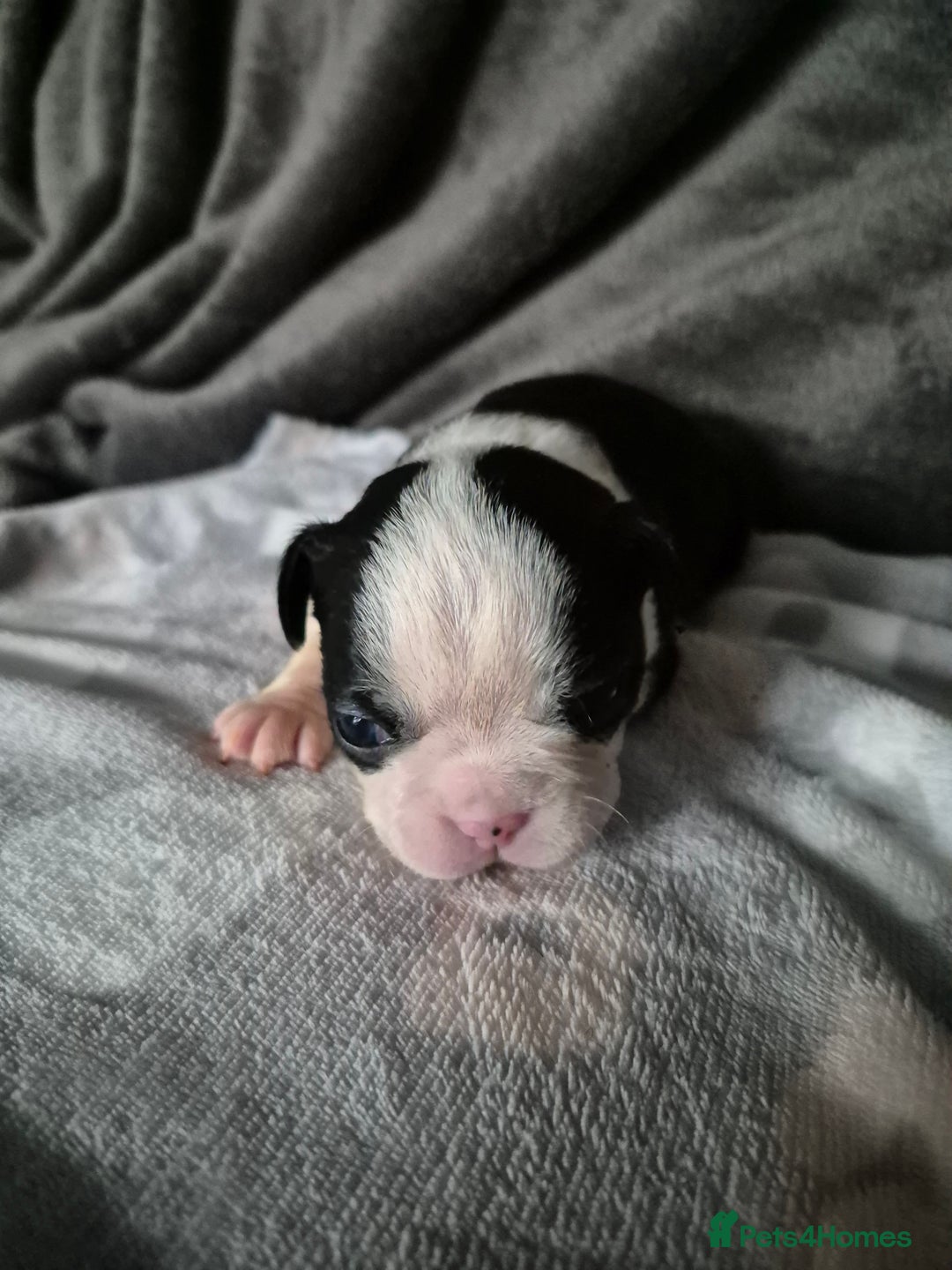 Boston Terrier dogs for sale: Gorgeous chunky Boston terrier pups - Advert 21