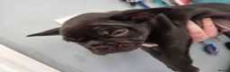 French Bulldog dogs for sale: French bulldog puppies - Advert 15