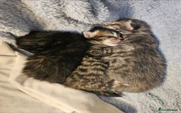 Bengal cats for sale: Elven Bengals - Image 2