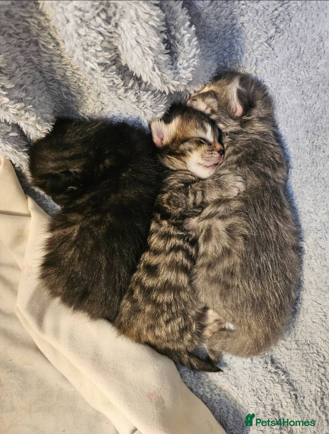 Bengal cats for sale: Elven Bengals - Image 2
