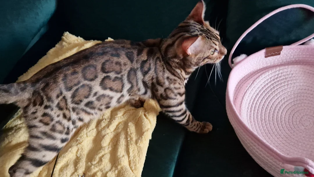 Bengal cats for sale: Active Tica registered boy😍 - Advert 19