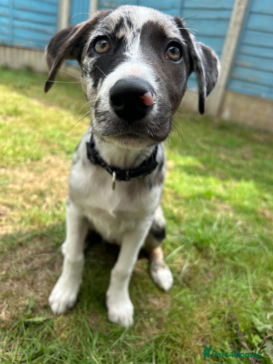 Mixed Breed dogs for sale: Border collie x Labrador Puppy  - Image 2