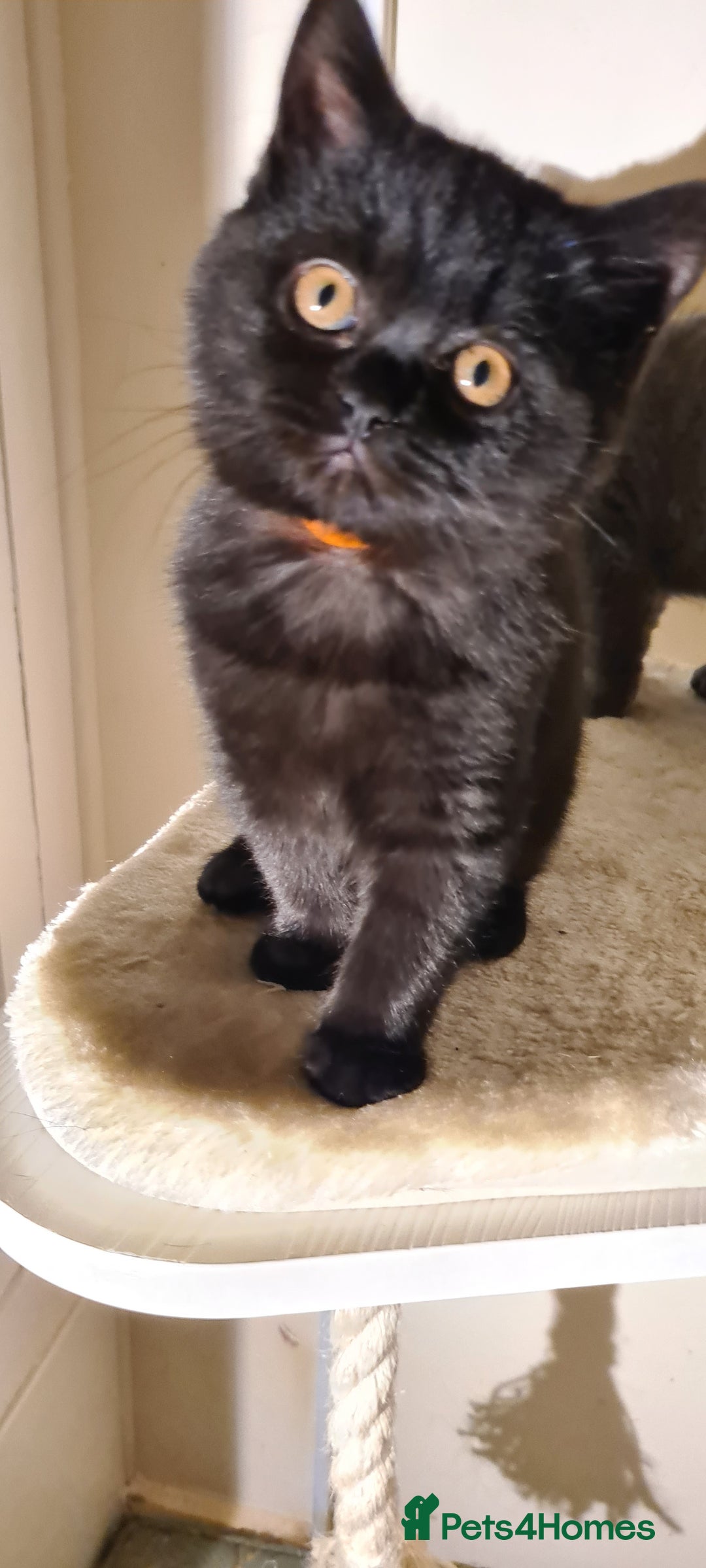 British Shorthair cats for sale: British shorthair black and blue kittens - Advert 31