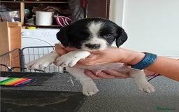 English Springer Spaniel dogs for sale: Working English Springer Spaniel  in Cullompton - Image 12
