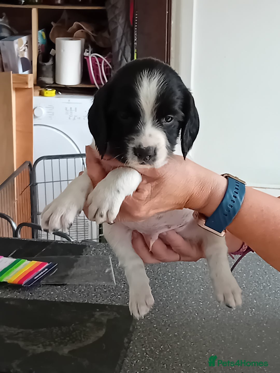 English Springer Spaniel dogs for sale: Working English Springer Spaniel  in Cullompton - Image 12