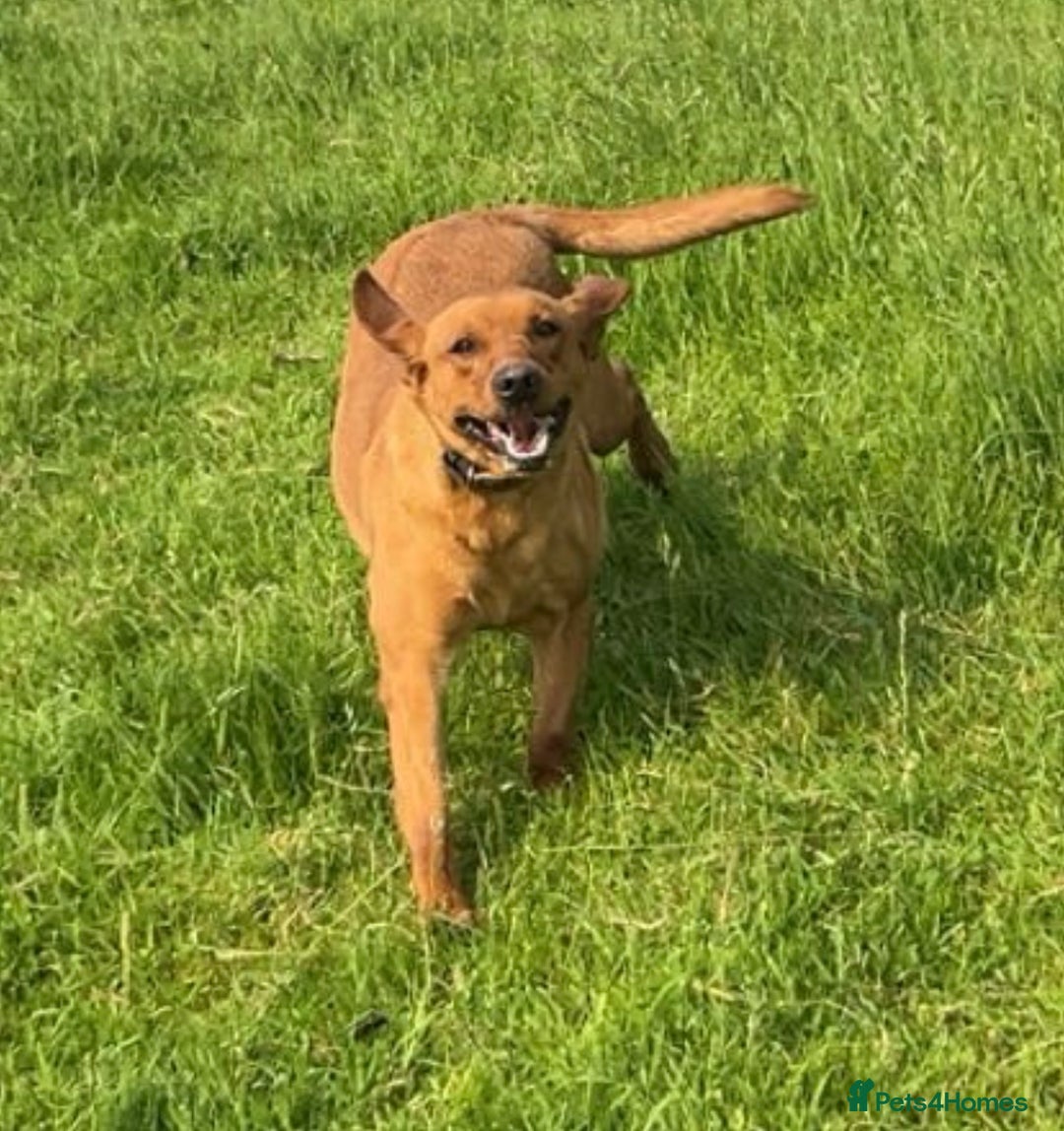 Borador dogs for sale: Gorgeous Lab x Collie pups - Image 4