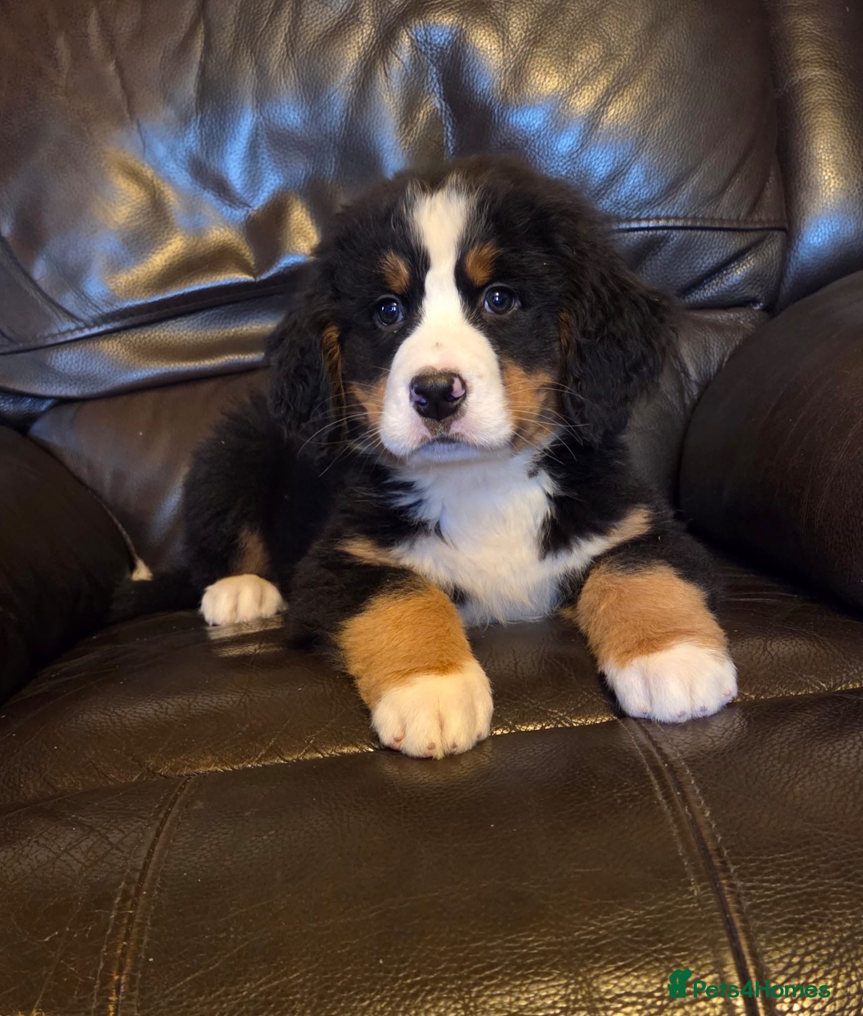 Bernese Mountain Dog dogs Gorgeous Bernese Mountain Dog Puppies  - Advert 1