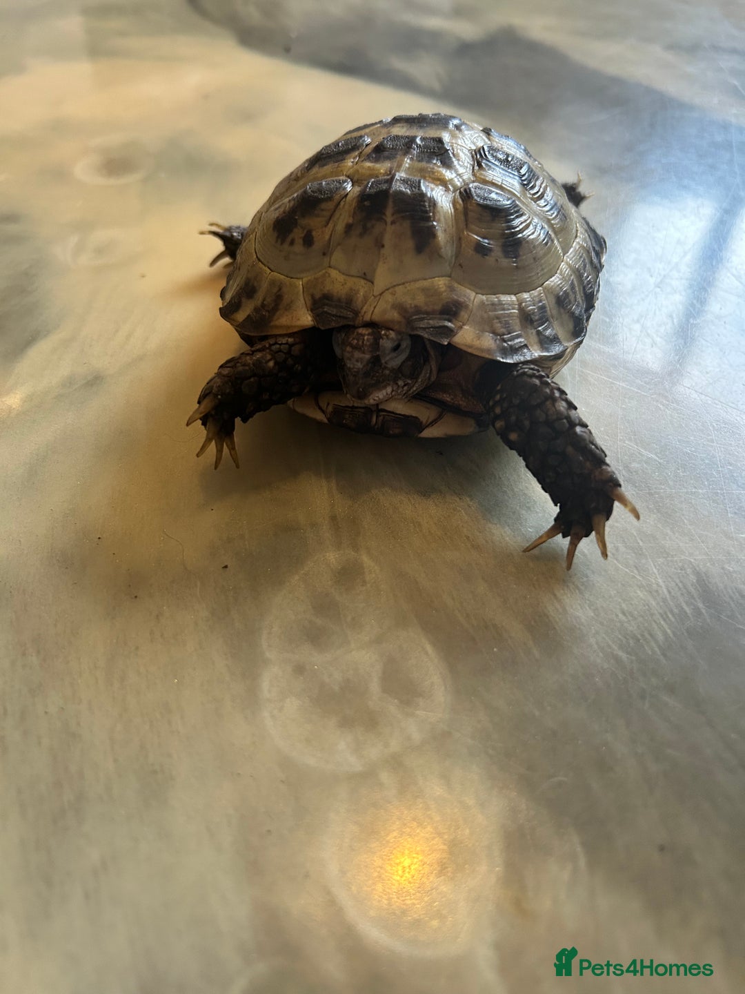 Tortoise reptiles for sale: Male and female horse field tortoises  - Advert 2