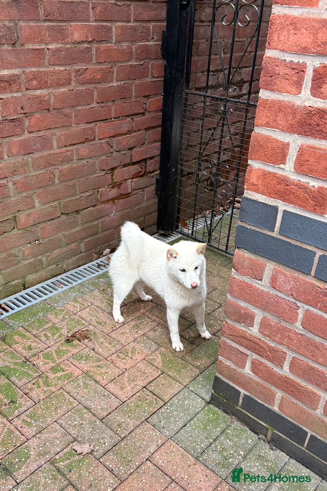 Japanese Shiba Inu dogs for sale: KC Registered Female Shiba - Advert 2