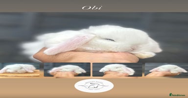 Mini Lop rabbits - Advert 5