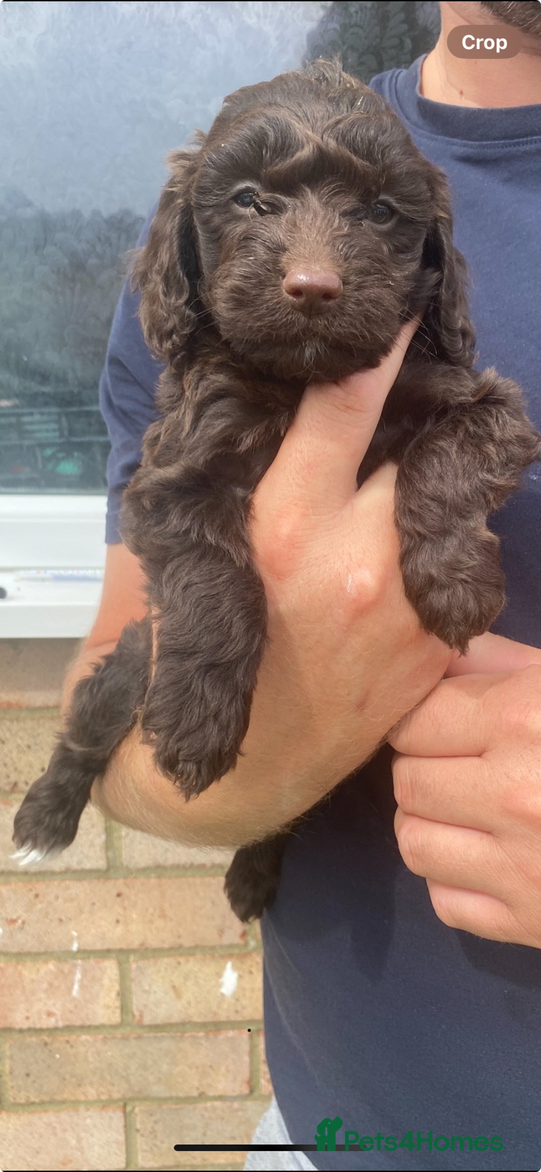 Cockapoo dogs for sale: Chocolate Cockapoo puppies - Image 4