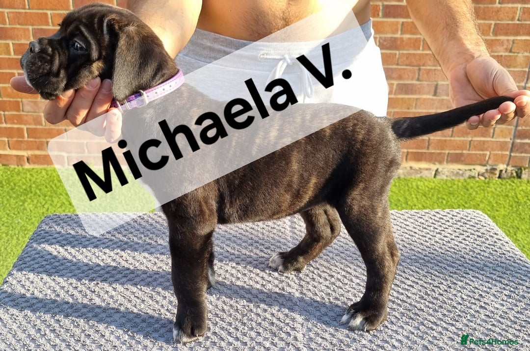 Cane Corso dogs for sale: Champion-Bloodline Cane Corso Puppies  - Image 11