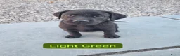 Labrador Retriever dogs for sale: KC BLACK LABRADOR PUPPIES - Advert 21