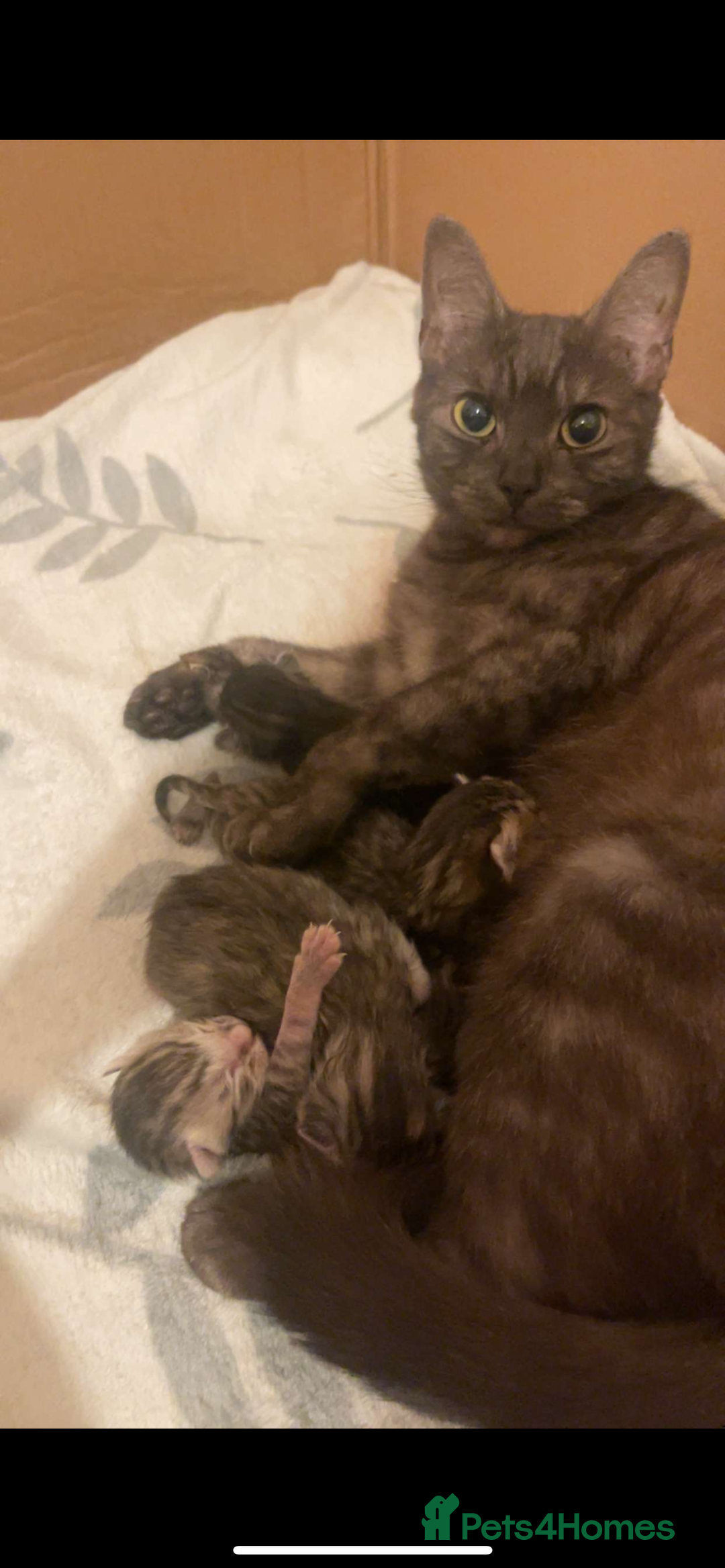 Mixed Breed cats for sale: Kitty’s looking for their forever homes  - Advert 2