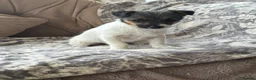 Jack Chi dogs for sale: Jack Russell x Chihuahua  - Advert 1