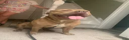 Staffordshire Bull Terrier dogs for stud: Staffordshire bulldog  - Advert 4