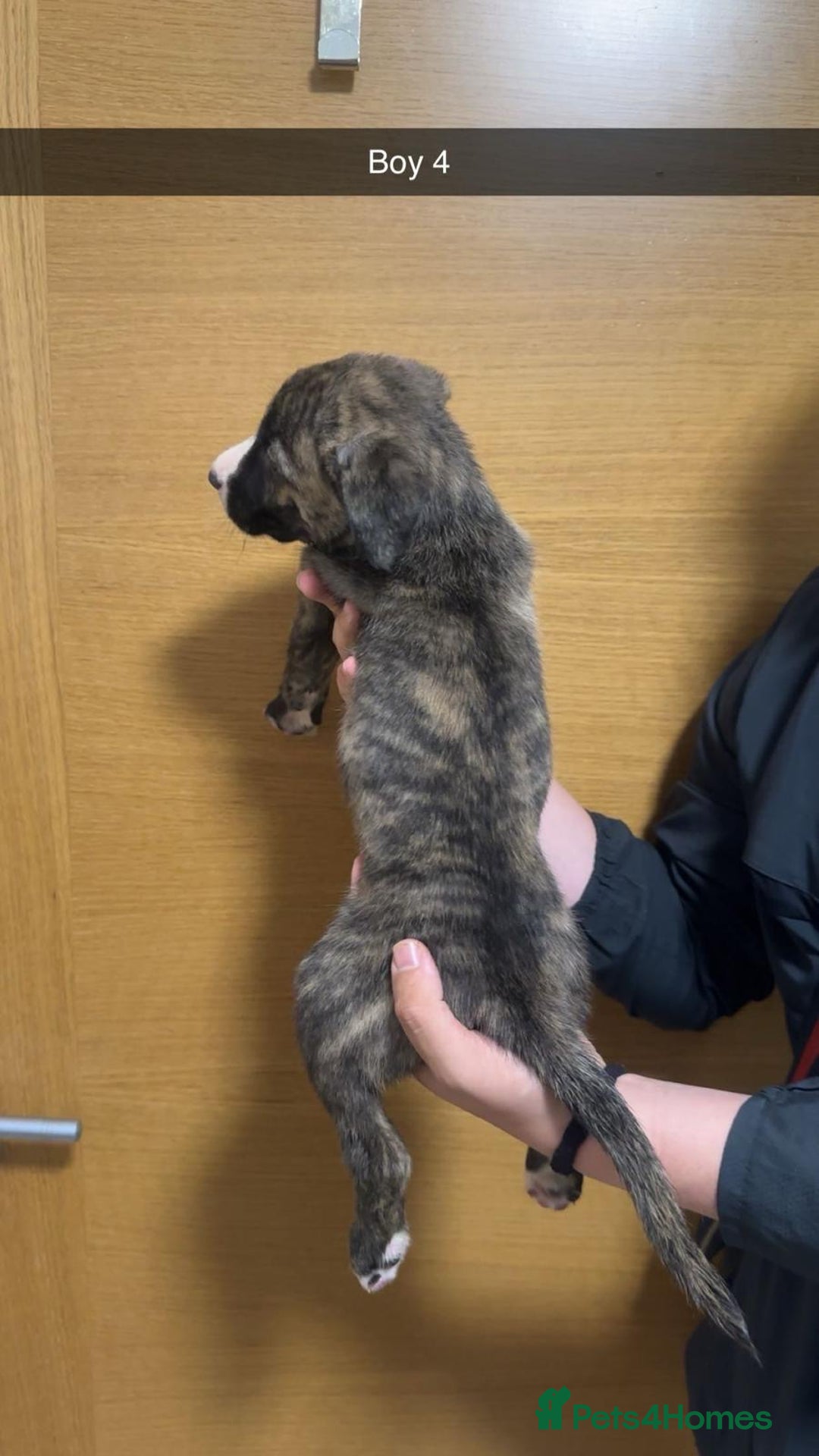 Mixed Breed dogs for sale: Puppies for sale  - Image 6