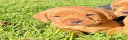 Labrador Retriever dogs for sale: Kc fox red Labrador puppy’s  - Advert 1