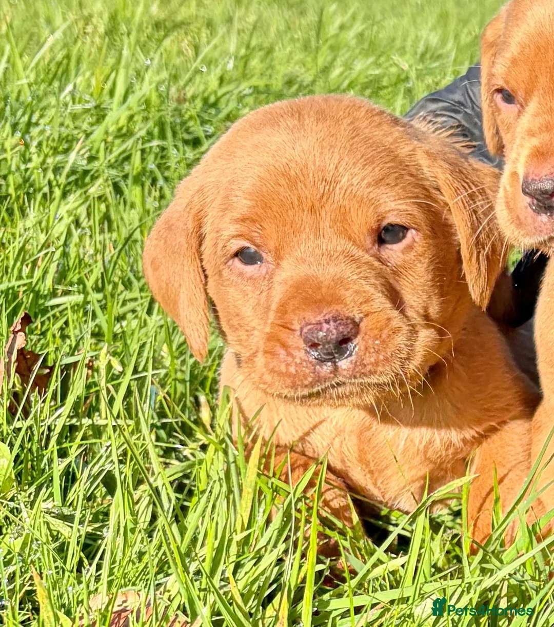 Labrador Retriever dogs for sale: Kc fox red Labrador puppy’s  - Advert 1