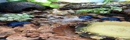 Frog reptiles for sale: Azureus dart frogs in Sidcup - Advert 10