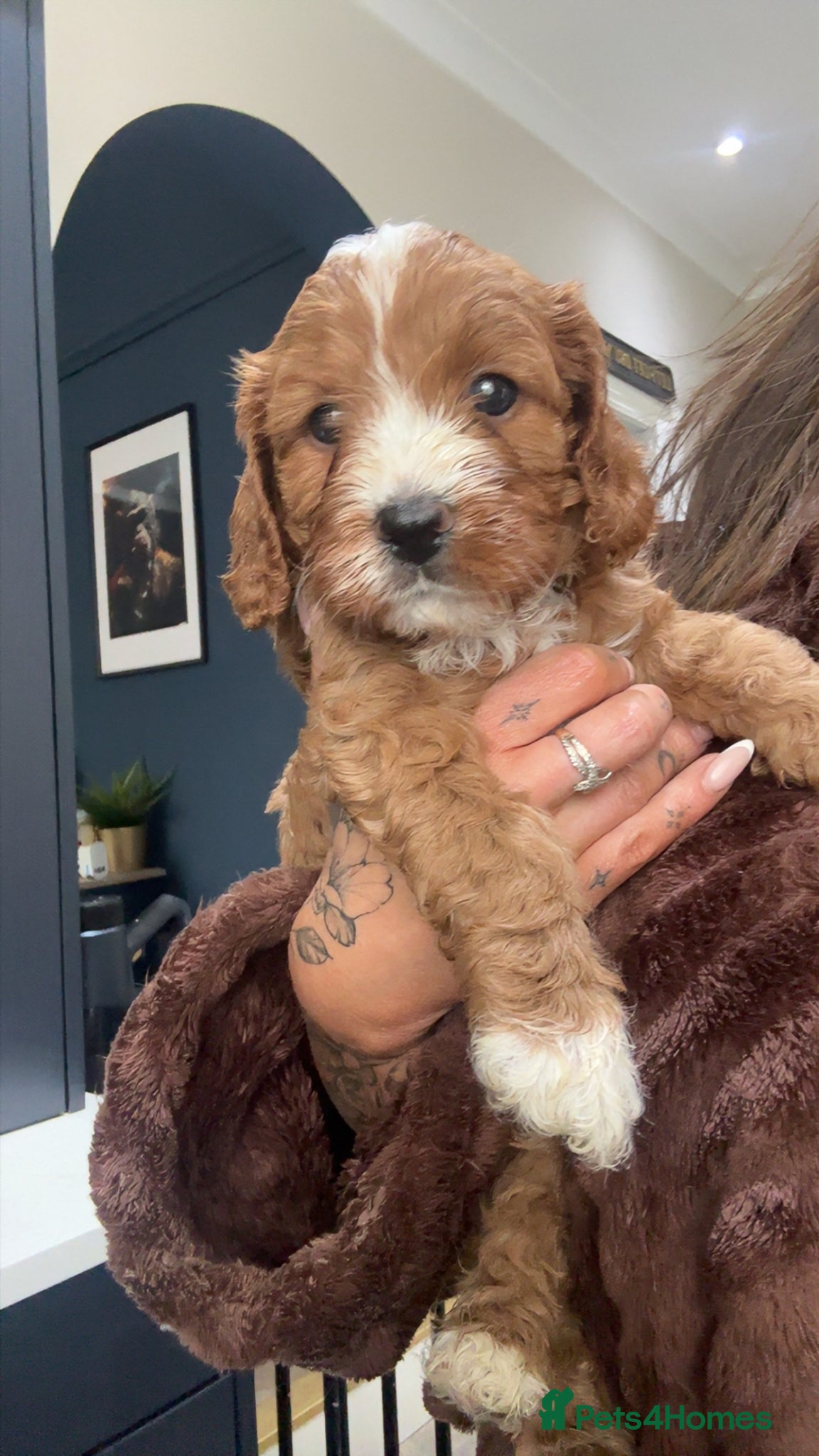 Cavapoo dogs F1 Cavapoo Puppies (Licenced Breeder) ⭐️⭐️⭐️⭐️⭐️ - Advert 1