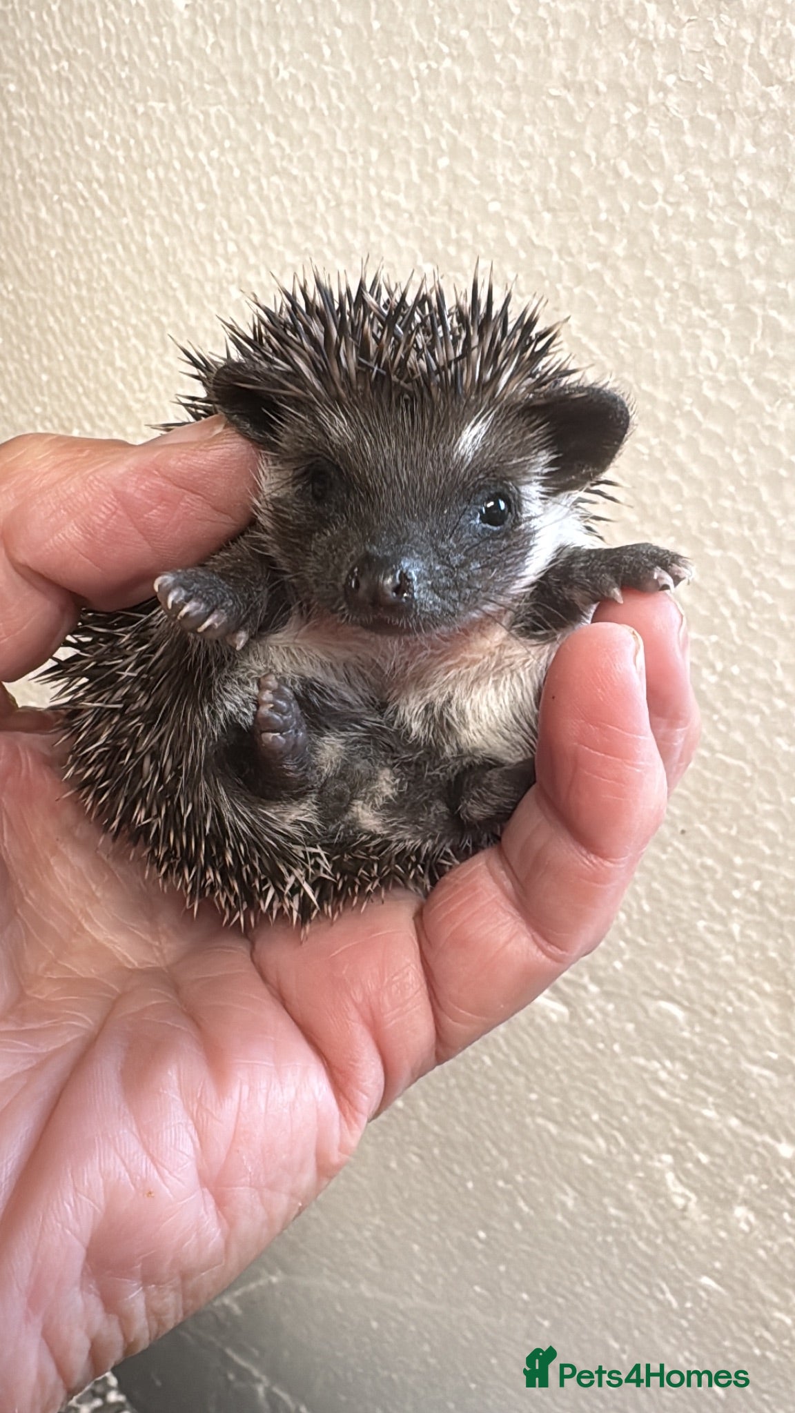 Pygmy Hedgehog rodents 8wk old APH babies various masks/ colours  - Advert 1
