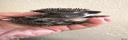 Pygmy Hedgehog rodents for sale: 8wk old APH babies various masks/ colours  - Advert 17