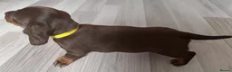Miniature Dachshund dogs for sale: Miniature dachshund  - Advert 11