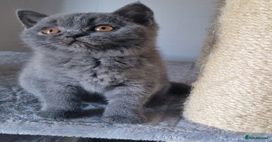 British Shorthair cats - Advert 16