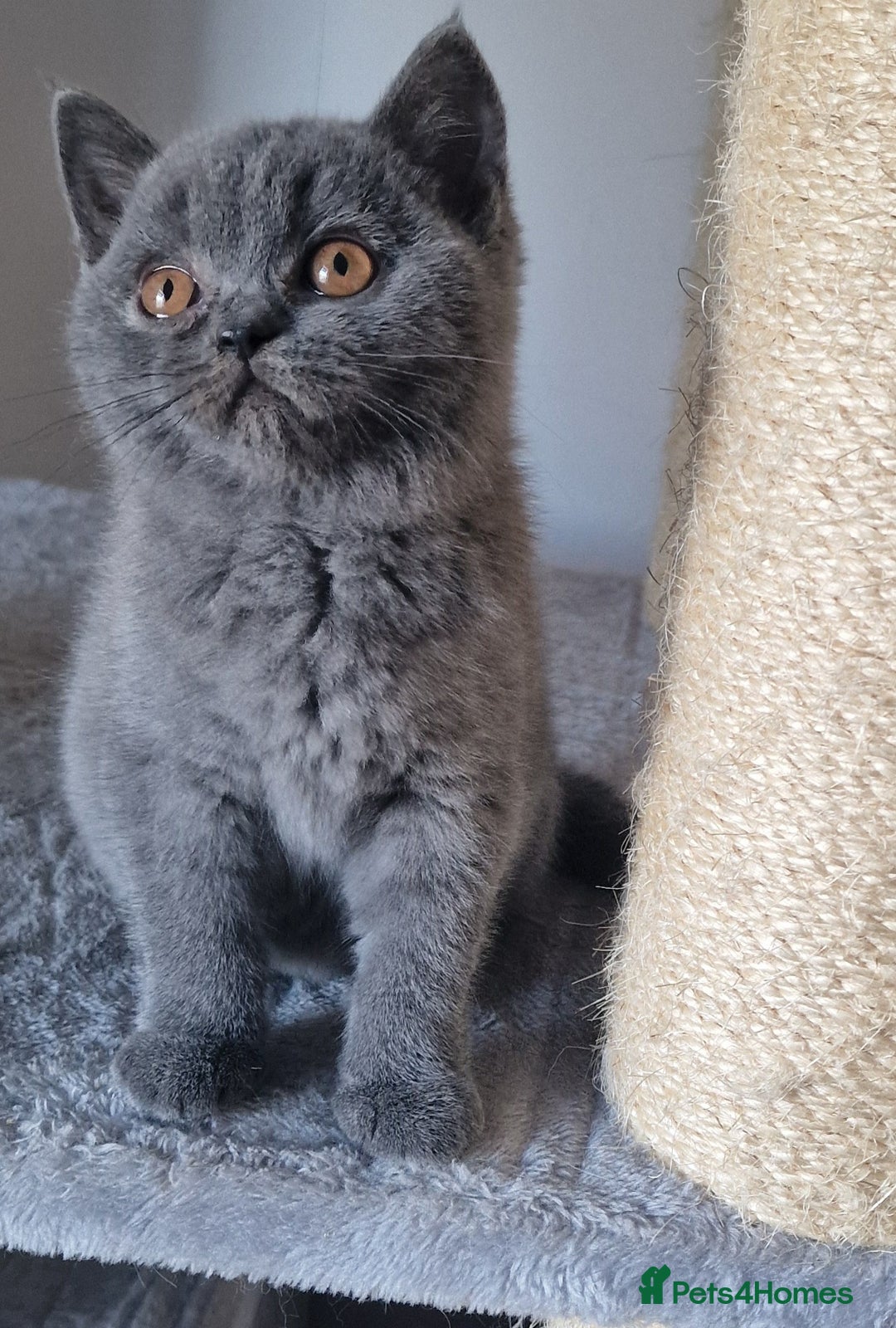 British Shorthair cats for sale: Tica Registered Blue British Shorthair kittens - Image 3