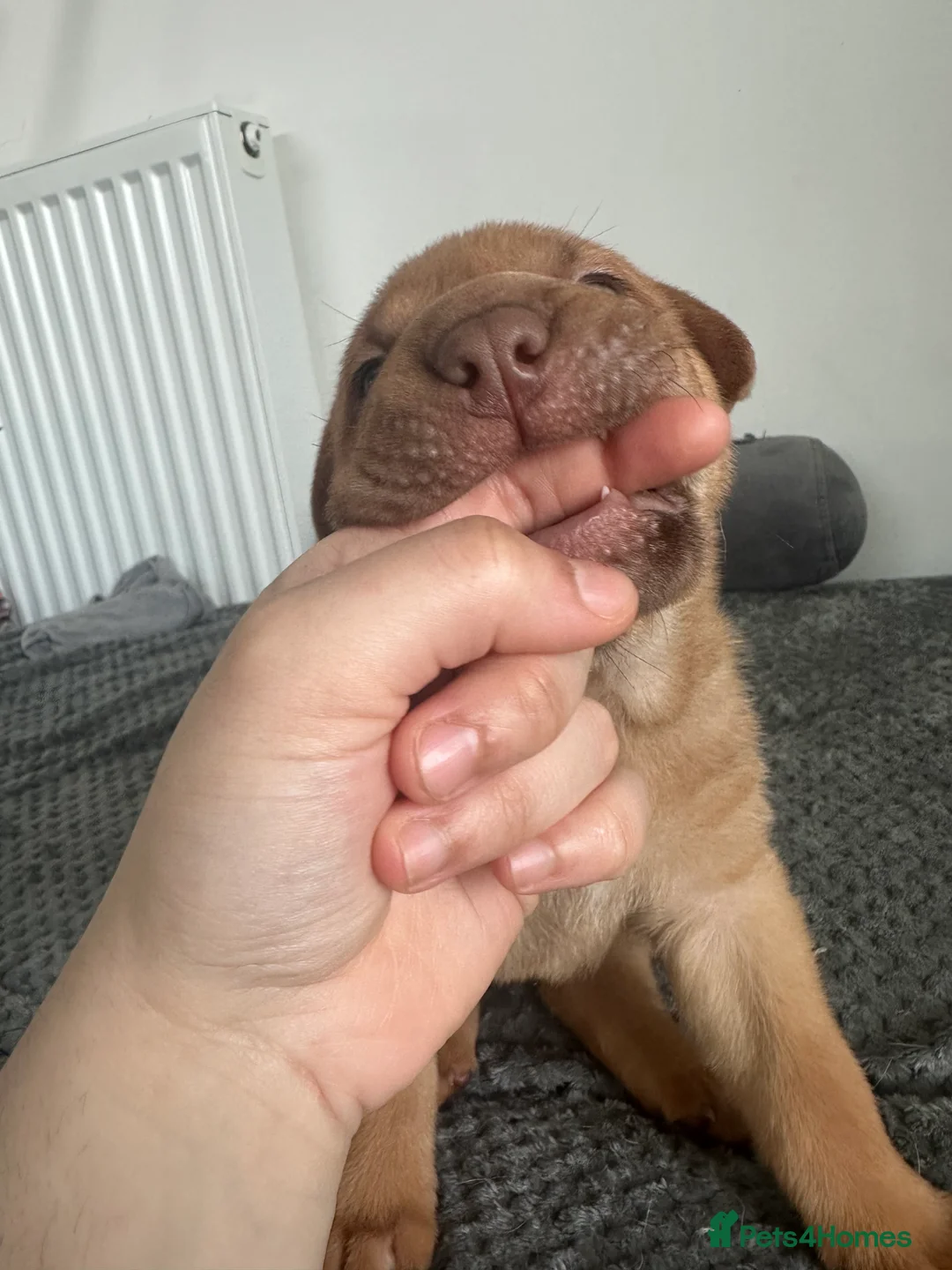 Mixed Breed dogs for sale: VALENTINE BABIES 3 LEFT bull x sharpei  - Advert 6
