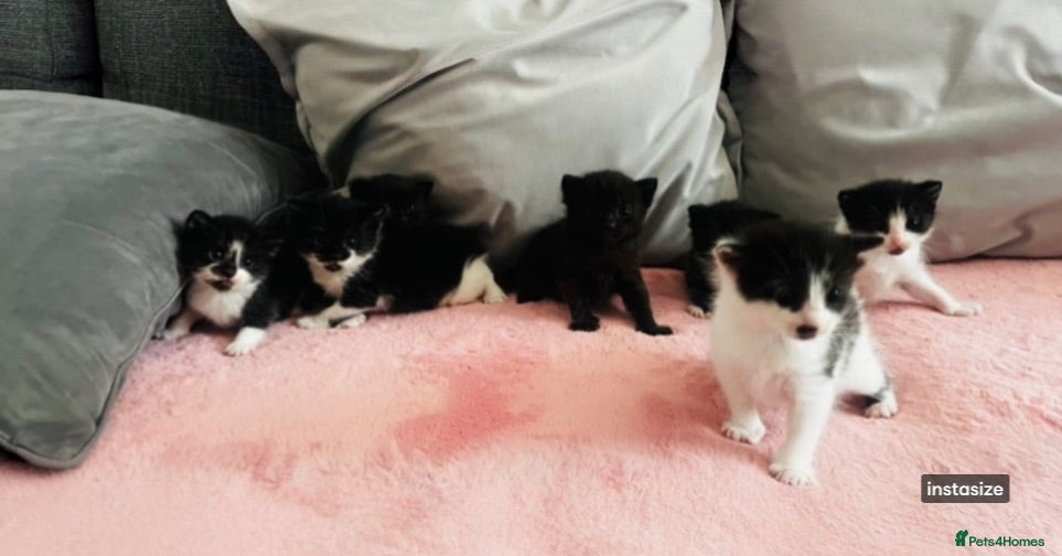 Mixed Breed cats Half Russian blue kittens  - Advert 15
