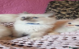 Ragdoll cats for sale: 💖Beautiful GCCF Registered Ragdoll Kittens. - Image 16