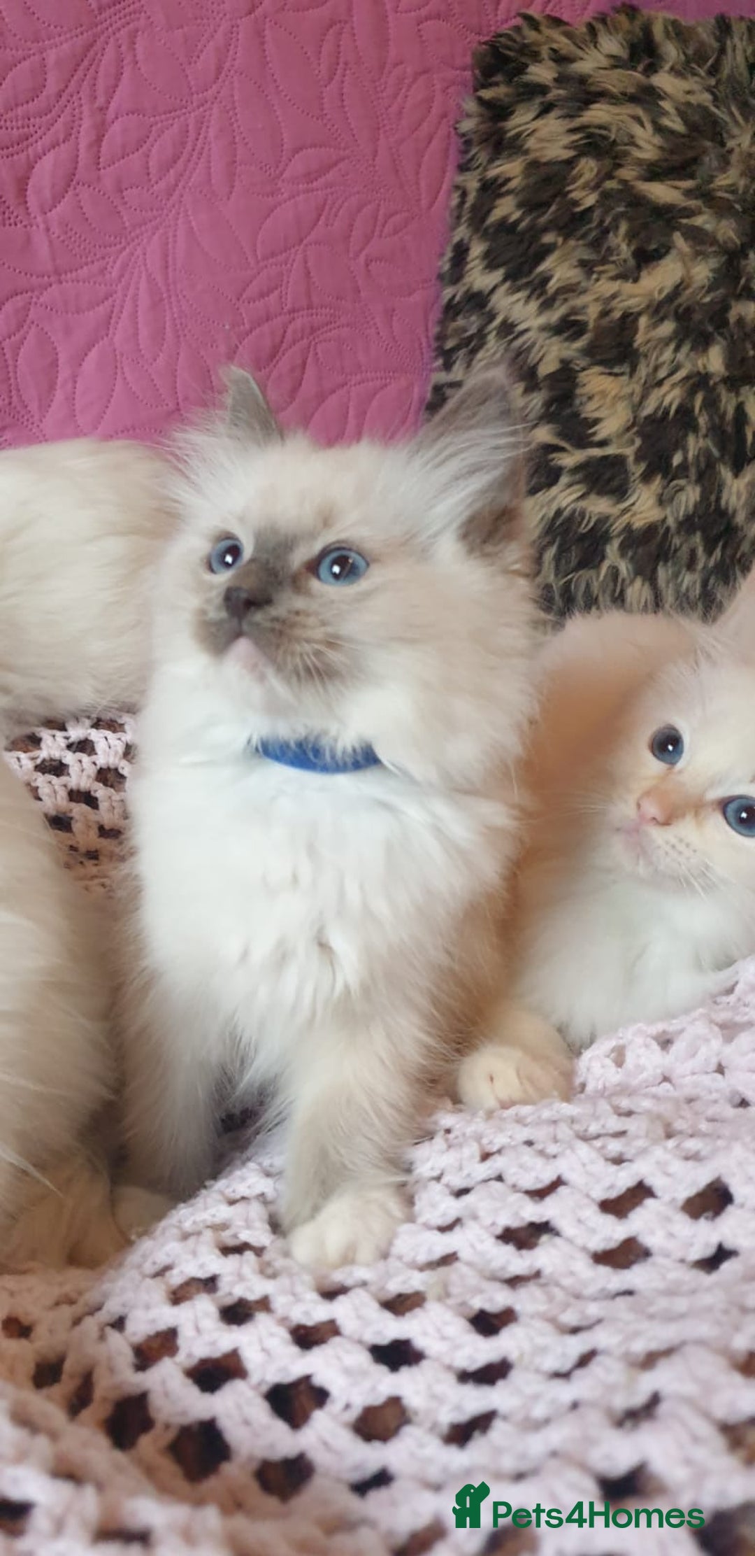 Ragdoll cats for sale: 💖Beautiful GCCF Registered Ragdoll Kittens. - Image 16