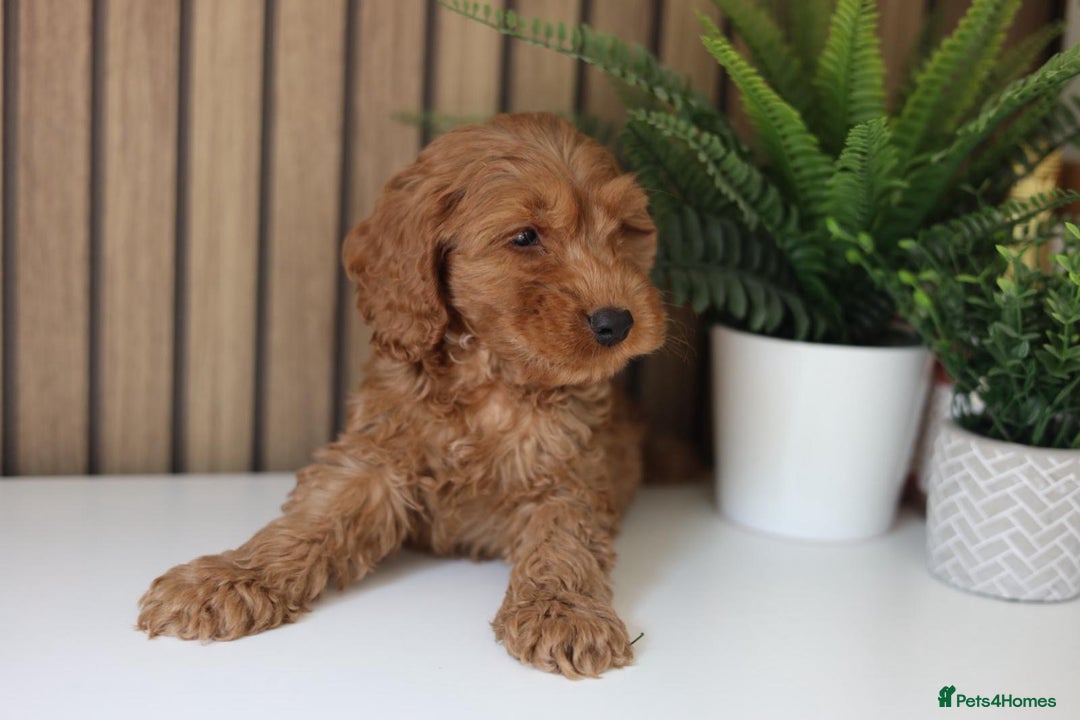 Cavapoo dogs for sale: Red & apricot health tested cavapoo puppies  - Image 4
