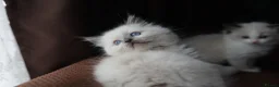 Ragdoll cats for sale: ACTIVE Bicolor Registered Ragdoll kittens - Advert 17