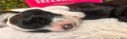 Sprocker dogs for sale: 5 * Breeder Health-Tested F1b Sprocker Puppies - Advert 16