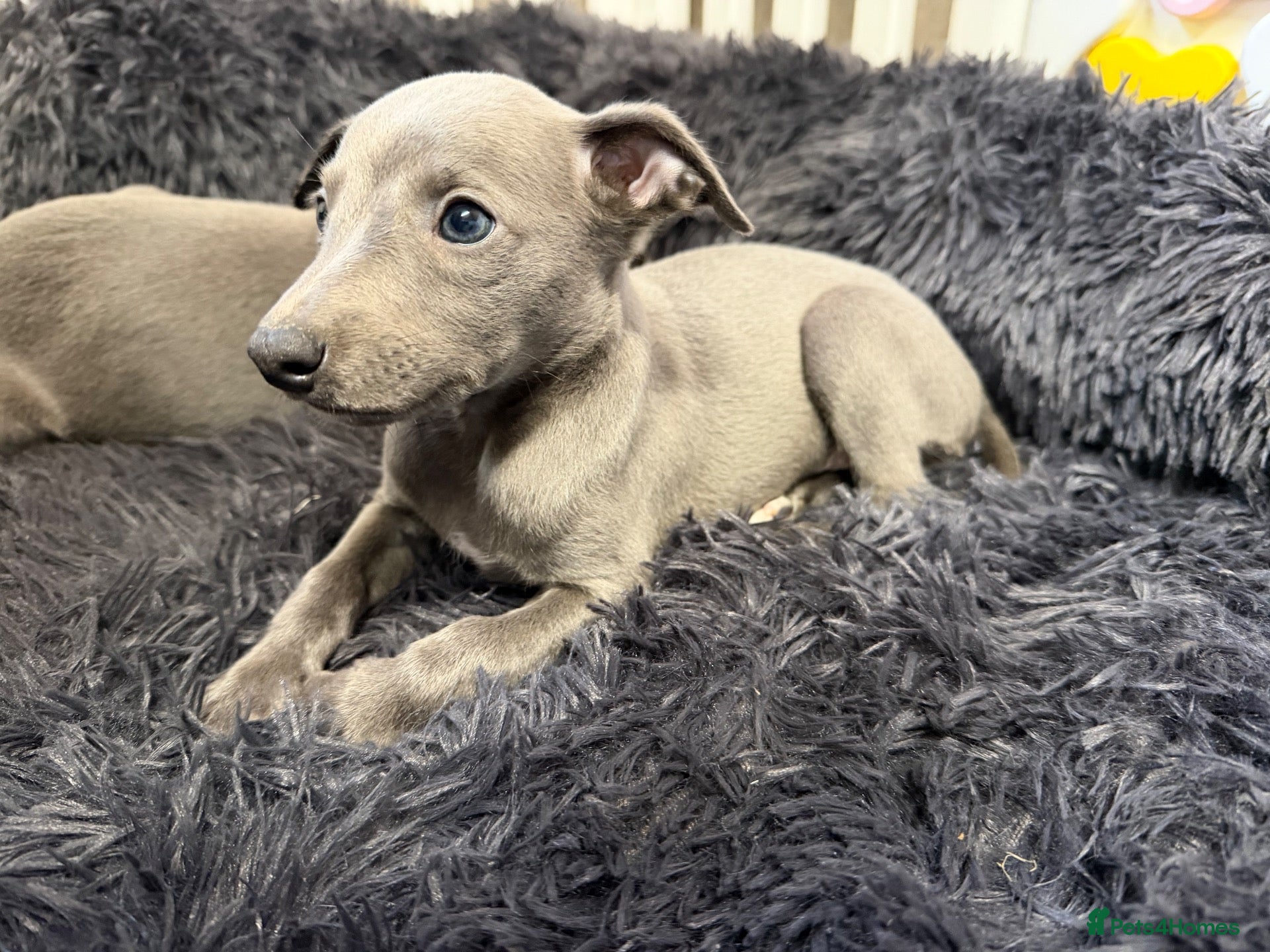 Whippet dogs ❤️ BEAUTIFUL BLUE WHIPPETS KC REGISTERED❤️ - Advert 2