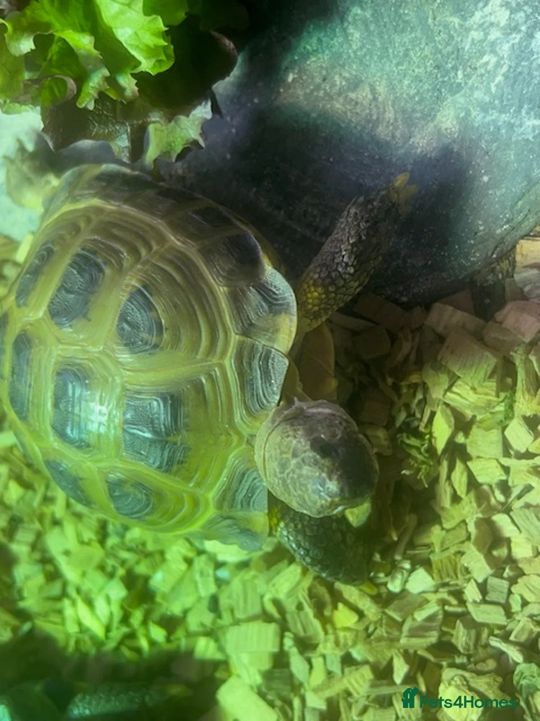 Tortoise reptiles for sale: Two Horsefield Tortoise with enclosure & heat lamp - Advert 10