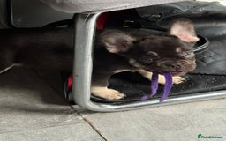 French Bulldog dogs for sale: Pedagree & KC registered French bulldog - Image 2